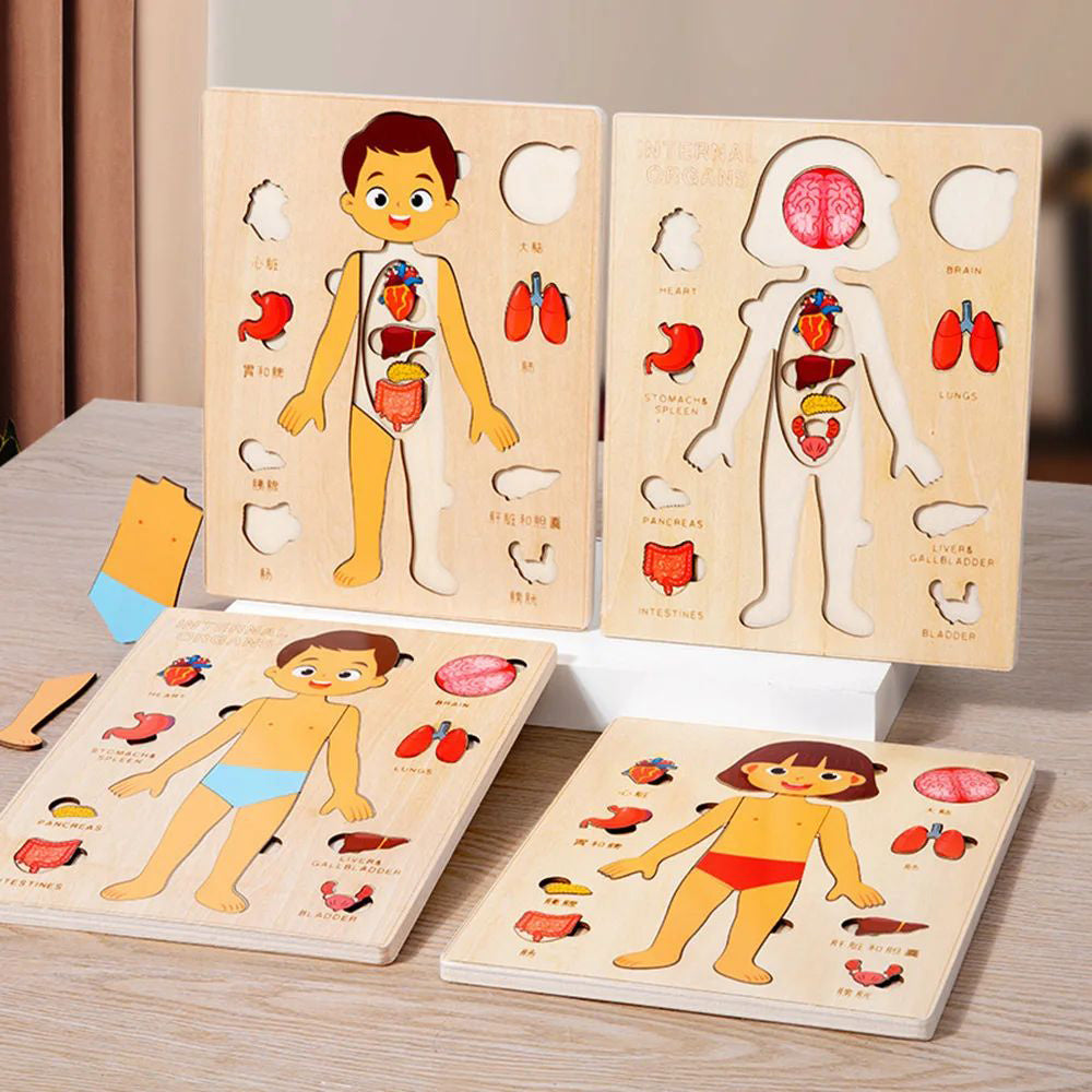 Montessori Wooden Human Body Organs Puzzle – Educational Toy for Kids - Brandfluence Tech