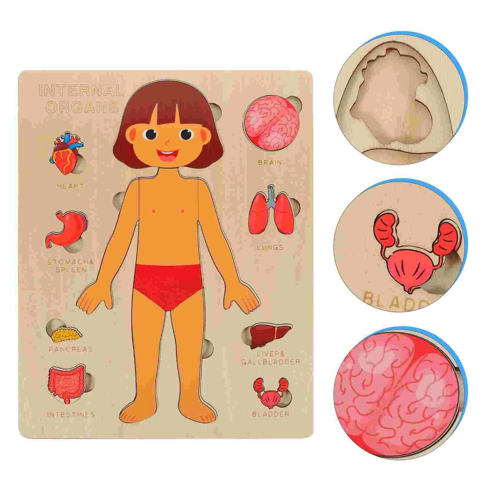 Montessori Wooden Human Body Organs Puzzle – Educational Toy for Kids - Brandfluence Tech