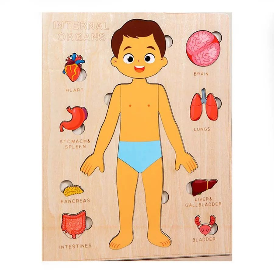 Montessori Wooden Human Body Organs Puzzle – Educational Toy for Kids - Brandfluence Tech