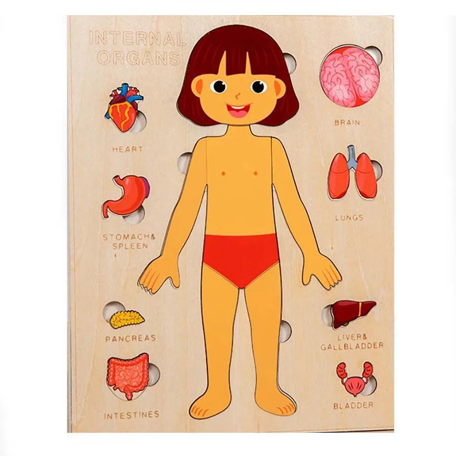 Montessori Wooden Human Body Organs Puzzle – Educational Toy for Kids - Brandfluence Tech