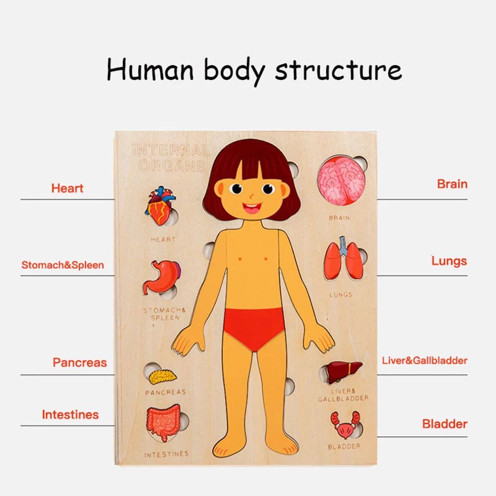 Montessori Wooden Human Body Organs Puzzle – Educational Toy for Kids - Brandfluence Tech