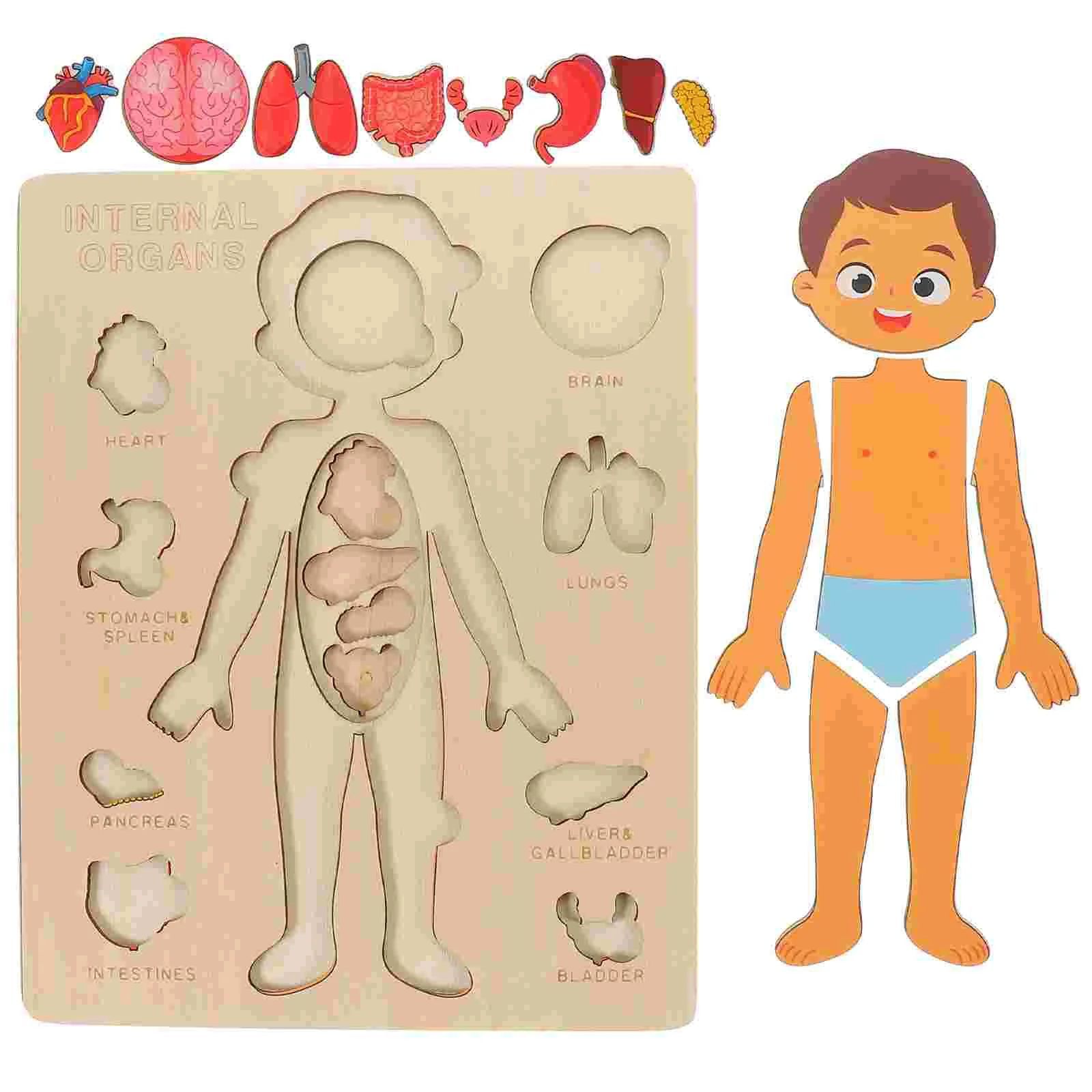Montessori Wooden Human Body Organs Puzzle – Educational Toy for Kids - Brandfluence Tech
